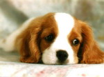 KÖPEĞE SU VERMESİ AFFINA VESİLE OLDU