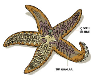 Cevaplar Org