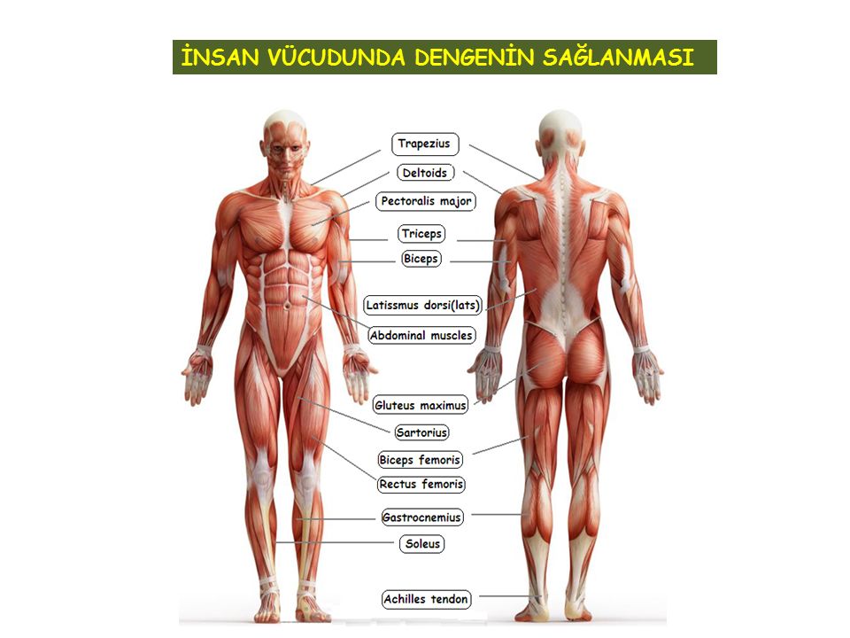 NEHCÜL ENAM’IN MANZUM TERCÜMESİ-24