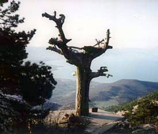KATRAN AÄžACI