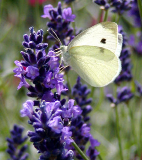 HZ. ÜMMÜ SÜNBÜLE (R. ANHA)
