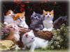 HUZURDA DURMAYI KEDİDEN ÖĞRENDİM