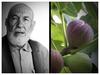 İNCİR\'İN DÜŞÜNDÜRDÜKLERİ