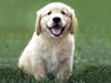 KÖPEĞİN VASİYETİ