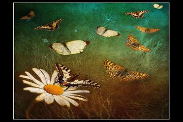 ASR-I SAADET HATIRALARI-45