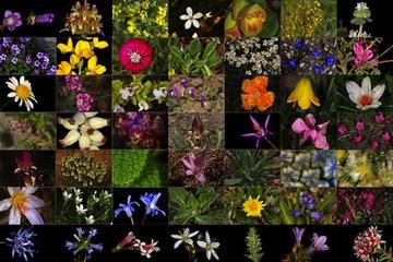 DÖRT MEZHEB İMAMININ TEVHİD DELİLLERİ