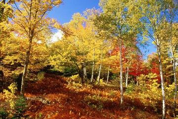 NEHCÜL ENAM'IN MANZUM TERCÜMESİ-16