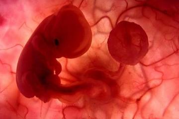 İNSANIN YARATILIŞI-3