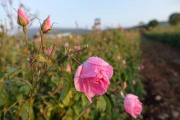 CEVAHİR-ÜL LÜ'LÜİYE'DEN PARILTILAR-7