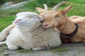 KURBANLA İLGİLİ SORULAR VE CEVAPLARI