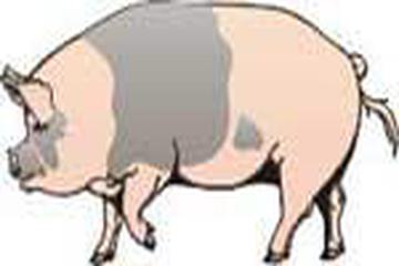 Domuz eti niçin haramdır?