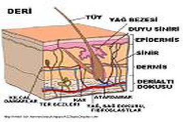 DERİMİZ VÜCUDUMUZUN KALESİ