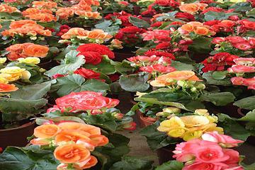 ÇİCEKÇİ BÖCEKÇİNİN MARİFETLERİ