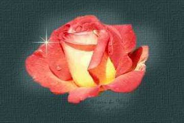 İMÂM-I A’ZAM EBÛ HANÎFE’NİN FIKHÎ METODOLOJİSİ-3