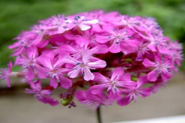 HZ. HÂLİDE BİNTİ ESVED (R.ANHA)