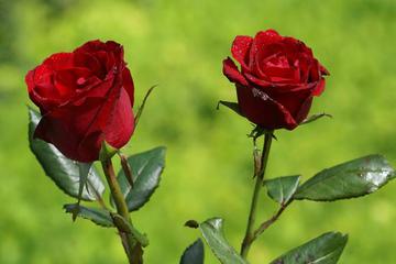 HZ. NEFİSE (R.ANHA)