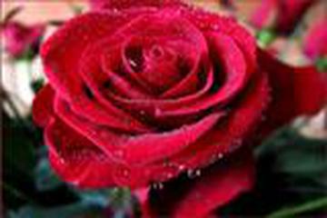 HZ. ÜMMÜ VARAKA (R.ANHA)