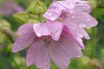 HZ. HAVVÂ BİNTİ YEZÎD (R.ANHA)