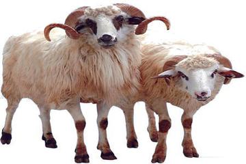 KURBAN İBADETİ HAKKINDA ÖZ BİR AÇIKLAMA