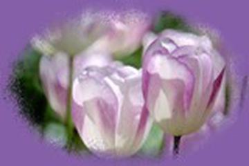 HZ. CÜVEYRİYE BİNTİ EBÎ CEHİL (R.ANHA)