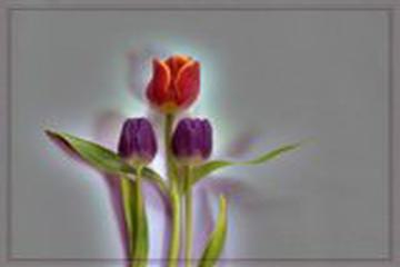 HZ. MEYMÛNE BİNTİ SA'D (R.ANHA)