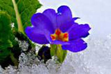 HZ. LÜBÂBE BİNTU'L HÂRİS ES-SUĞRA (R.ANHA)