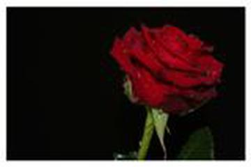 HZ. ÜMMÜ KAHLE (R.ANHA)