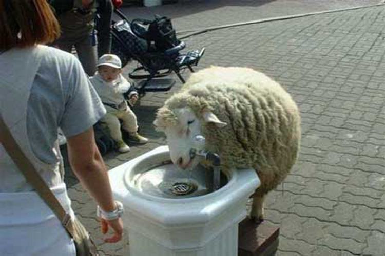 Content Image